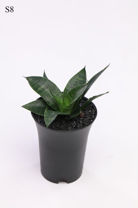 Sansevieria 'Comet Queen Marble'