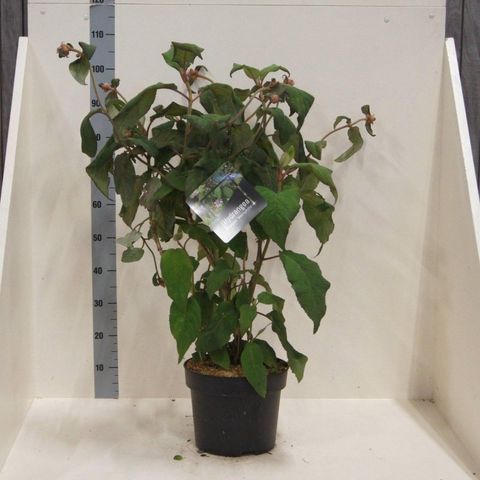 Hydrangea aspera 'Macrophylla'