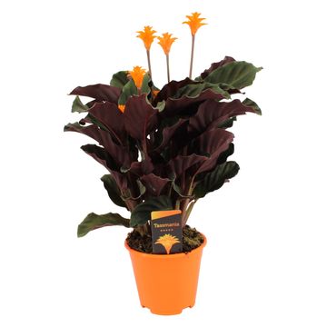 Calathea crocata 'Tassmania'