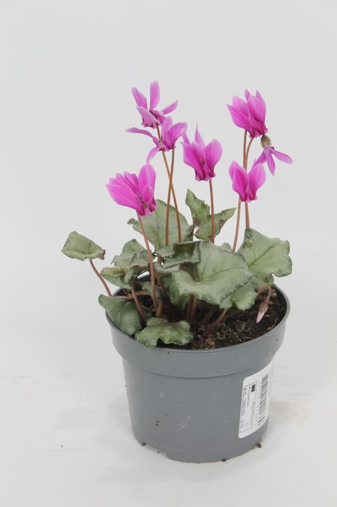 Cyclamen hederifolium 'Silverme Pink'