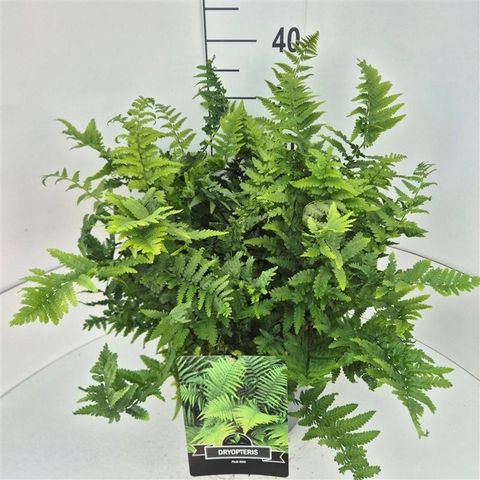 Dryopteris filix-mas