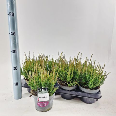 Calluna vulgaris GARDEN GIRLS LEANDRA