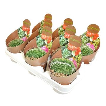 Mammillaria spinosissima 'Un Pico Cristata'