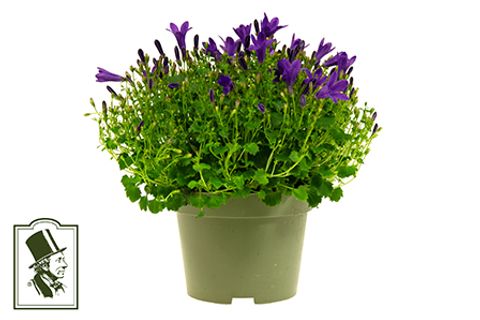 Campanula portenschlagiana BLUE GET MEE