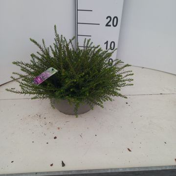 Erica x darleyensis 'Darley Dale'