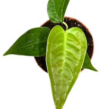 Anthurium veitchii NARROW