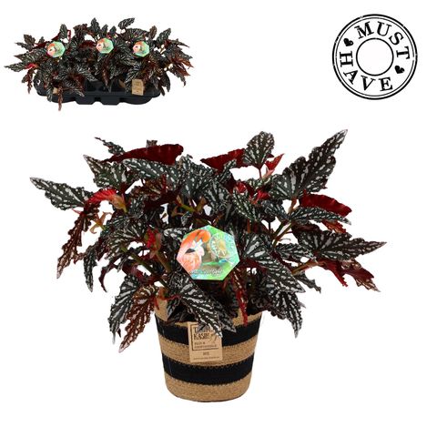 Begonia maculata 'Spotlight Dark'