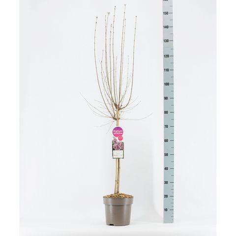 Syringa microphylla 'Superba'