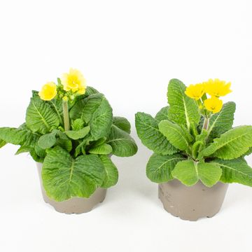 Primula veris