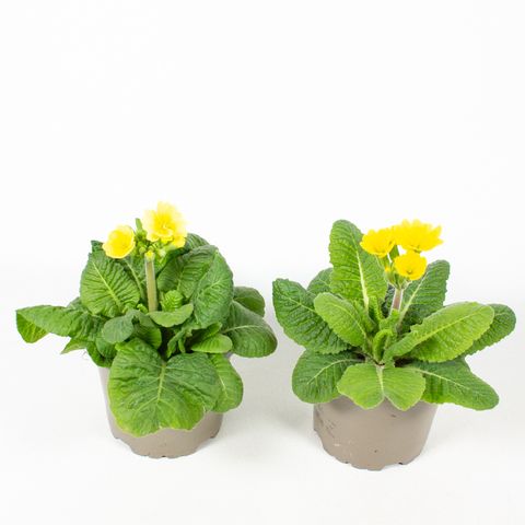 Primula veris