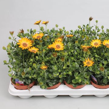 Osteospermum FLOWERPOWER ORANGE