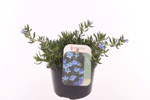 Lithodora diffusa TIDEPOOL SKY BLUE