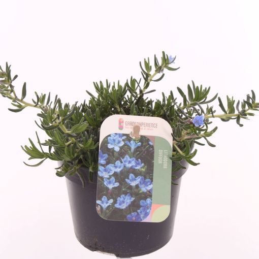 Lithodora diffusa TIDEPOOL SKY BLUE