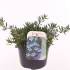 Lithodora diffusa TIDEPOOL SKY BLUE