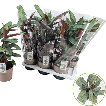 Ctenanthe setosa 'Green Flag'