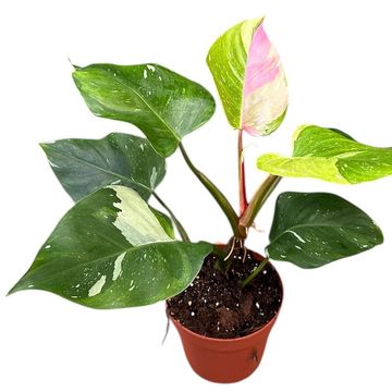 Philodendron 'Fresh Aurea Tricolor'