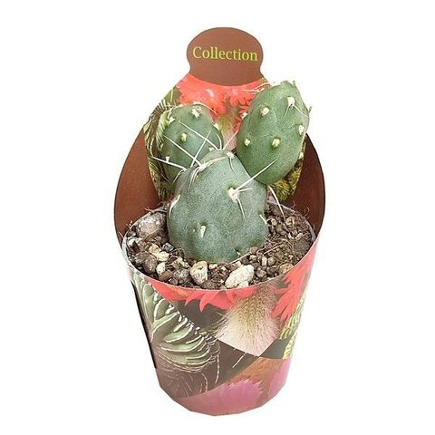 Tephrocactus neuquensis