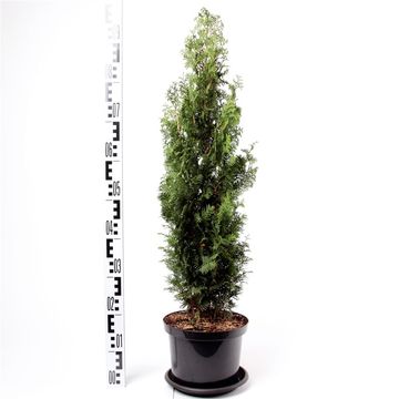 Thuja occidentalis 'Degroot's Spire'