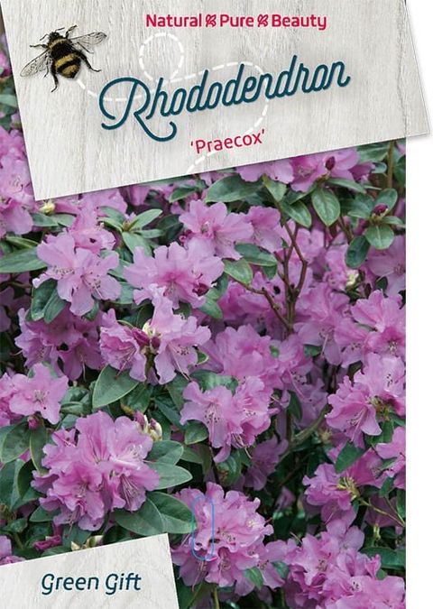 Rhododendron 'Прекокс'