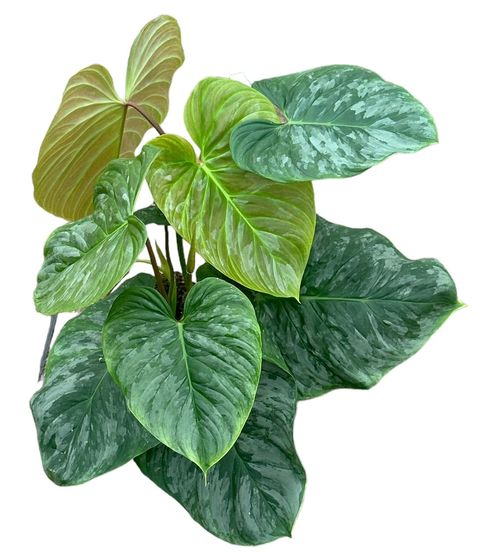 Philodendron 'Majestic'