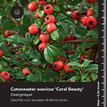Cotoneaster x suecicus 'Coral Beauty'