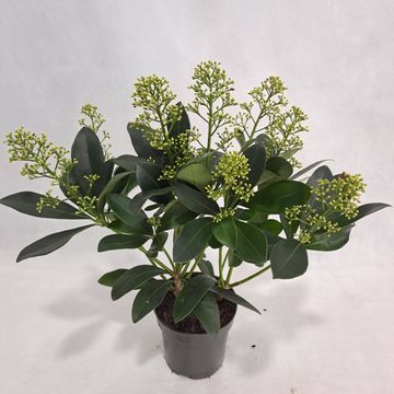 Skimmia japonica 'Finchy'