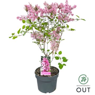 Syringa meyeri FLOWERFESTA PINK