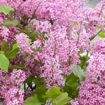 Syringa meyeri FLOWERFESTA PINK