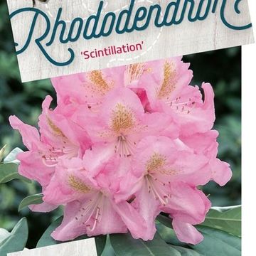 Rhododendron 'Scintillation'