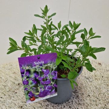 Salvia microphylla 'Blue Monrovia'