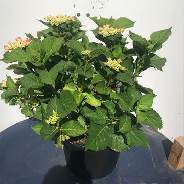 Hydrangea macrophylla 'Blaumeise'