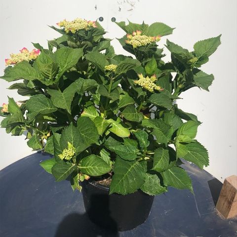 Hydrangea macrophylla 'Blaumeise'