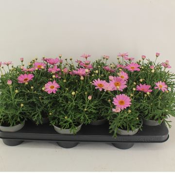 Argyranthemum frutescens CYMBALS LIGHT PINK