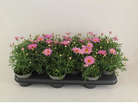 Argyranthemum frutescens CYMBALS LIGHT PINK