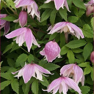 Clematis 'Propertius' (A)