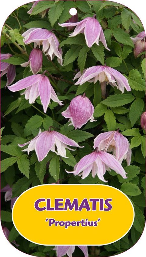 Clematis 'Propertius' (A)