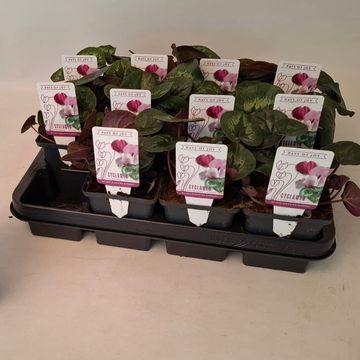 Cyclamen coum 'Classic Leaf Light Pink'
