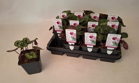 Cyclamen coum 'Classic Leaf Light Pink'