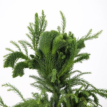 Cryptomeria japonica 'Cristata'