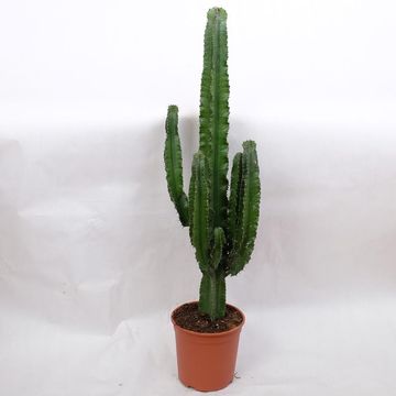 Euphorbia erythraea