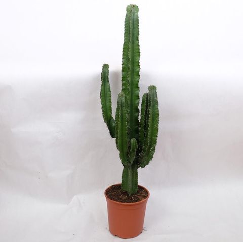 Euphorbia erythraea