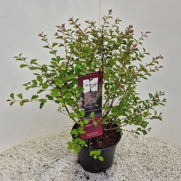 Symphoricarpos MAGICAL CANDY