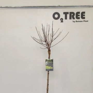 Acer campestre 'Nanum'