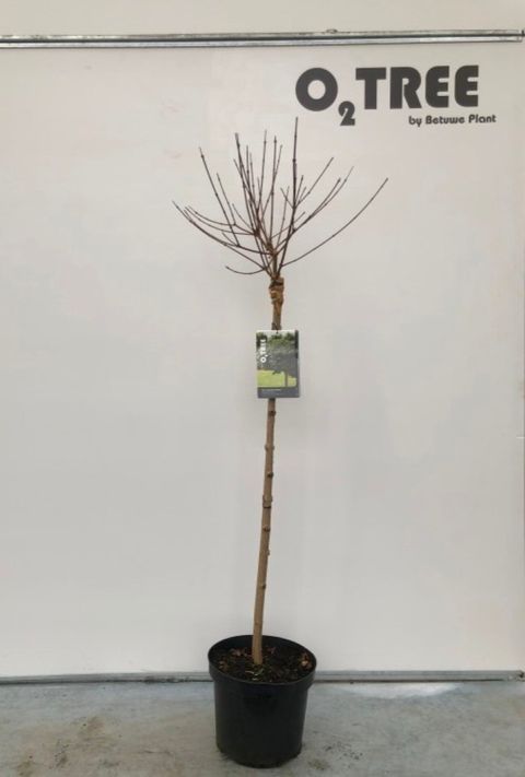 Acer campestre 'Nanum'