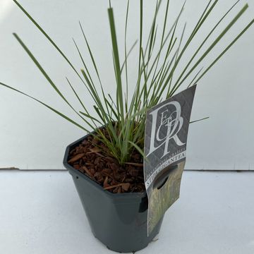 Stipa gigantea