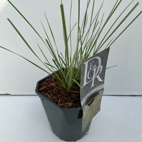 Stipa gigantea