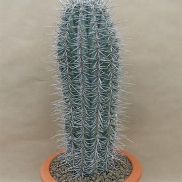 Pachycereus pringlei