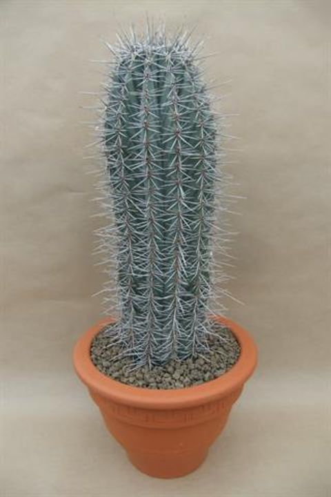 Pachycereus pringlei