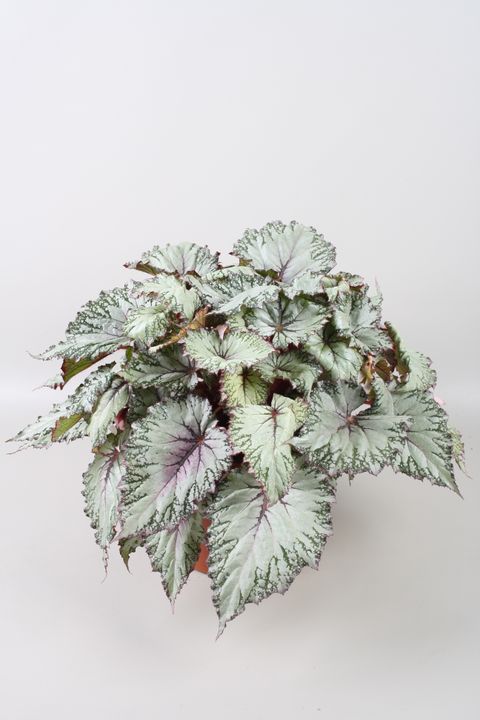 Begonia BELEAF ASIAN TUNDRA