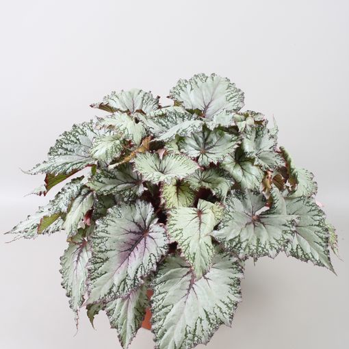 Begonia BELEAF ASIAN TUNDRA